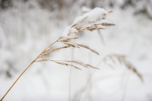 Dry grass cowered with snow as nature background. Winter in Latvia. Grass with snow in winter season