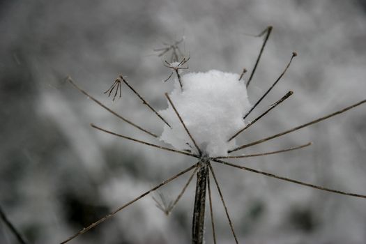 Dry grass cowered with snow, nature background. Winter in Latvia.