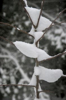 Sapling covered with snow in a cold winter day. Small tree in snowing time. Snowfall in the forest. Winter in Latvia. 

