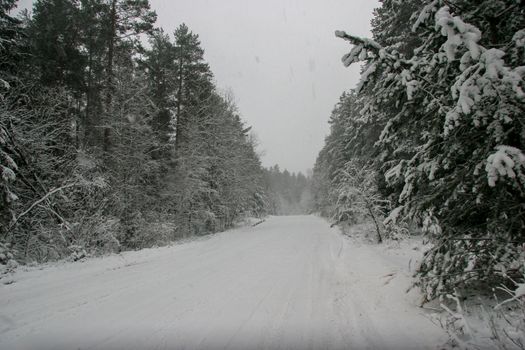 Beautiful landscape of the forest on a cold winter day with trees covered with snow. Snowfall in the forest in Latvia. Country road covered with snow. Winter in forest. 

