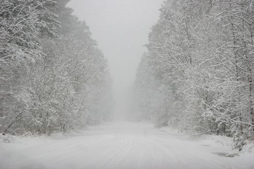Beautiful landscape of the forest on a cold winter day with trees covered with snow. Snowfall in the forest in Latvia. Country road covered with snow. Winter in forest. 

