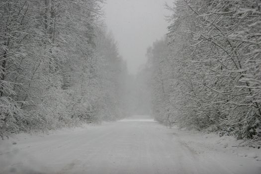 Beautiful landscape of the forest on a cold winter day with trees covered with snow. Snowfall in the forest in Latvia. Country road covered with snow. Winter in forest. 

