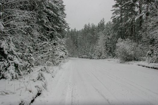 Beautiful landscape of the forest on a cold winter day with trees covered with snow. Snowfall in the forest in Latvia. Country road covered with snow. Winter in forest. 

