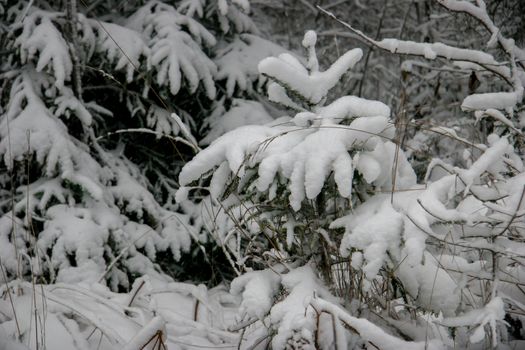 Snow covered spruce branches. Beautiful landscape of the forest on a cold winter day with trees covered with snow. Snowfall in the forest in Latvia. Winter in forest. 

