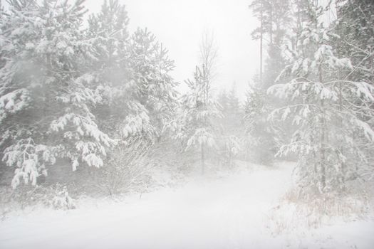 Beautiful landscape of the forest on a cold winter day with trees covered with snow. Snowfall in the forest in Latvia. Country road covered with snow. Winter in forest. 

