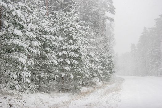 Beautiful landscape of the forest on a cold winter day with trees covered with snow. Snowfall in the forest in Latvia. Country road covered with snow. Winter in forest. 

