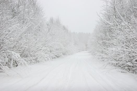 Beautiful landscape of the forest on a cold winter day with trees covered with snow. Snowfall in the forest in Latvia. Country road covered with snow. Winter in forest. 

