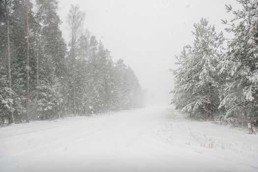 Beautiful landscape of the forest on a cold winter day with trees covered with snow. Snowfall in the forest in Latvia. Country road covered with snow. Winter in forest. 


