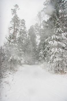 Beautiful landscape of the forest on a cold winter day with trees covered with snow. Snowfall in the forest in Latvia. Country road covered with snow. Winter in forest. 

