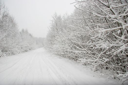 Beautiful landscape of the forest on a cold winter day with trees covered with snow. Snowfall in the forest in Latvia. Country road covered with snow. Winter in forest. 

