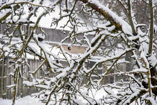 Apple tree covered with snow in a cold winter day. Frosted apples on apple tree in snowing time. Winter in Latvia. 


