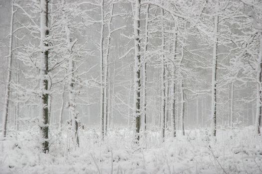 Beautiful landscape of the forest on a cold winter day with trees covered with snow. Snowfall in the forest in Latvia. Winter in forest. Winter forest landscape with snowy winter trees

