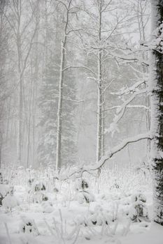 Beautiful landscape of the forest on a cold winter day with trees covered with snow. Snowfall in the forest in Latvia. Winter in forest. Winter forest landscape with snowy winter trees

