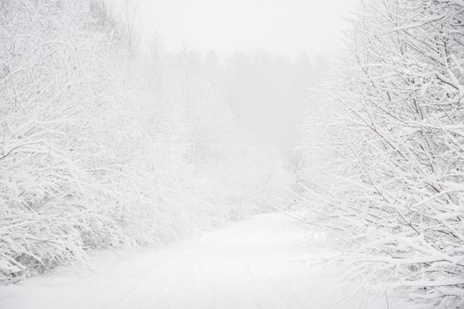 Beautiful landscape of the forest on a cold winter day with trees covered with snow. Snowfall in the forest in Latvia. Country road covered with snow. Winter in forest. 

