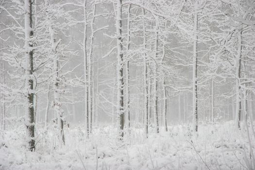 Beautiful landscape of the forest on a cold winter day with trees covered with snow. Snowfall in the forest in Latvia. Winter in forest. Winter forest landscape with snowy winter trees


