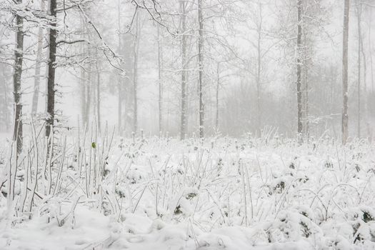 Beautiful landscape of the forest on a cold winter day with trees covered with snow. Snowfall in the forest in Latvia. Winter in forest. Winter forest landscape with snowy winter trees

