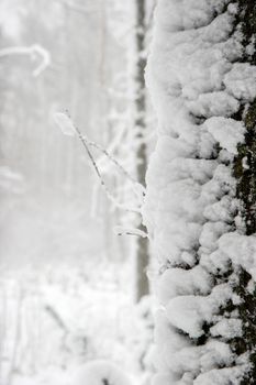 Beautiful landscape of the forest on a cold winter day with trees covered with snow. Snowfall in the forest in Latvia. Winter in forest. 

