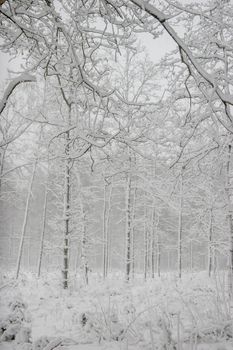 Beautiful landscape of the forest on a cold winter day with trees covered with snow. Snowfall in the forest in Latvia. Winter in forest. Winter forest landscape with snowy winter trees

