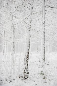 Beautiful landscape of the forest on a cold winter day with trees covered with snow. Snowfall in the forest in Latvia. Winter in forest. Winter forest landscape with snowy winter trees

