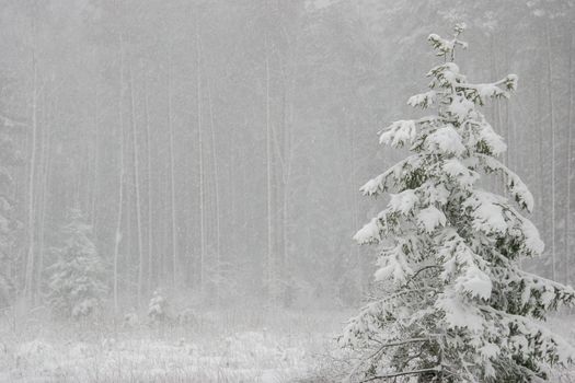 Beautiful landscape of the forest on a cold winter day with trees covered with snow. Snowfall in the forest in Latvia. Winter in forest. Winter forest landscape with snowy winter trees

