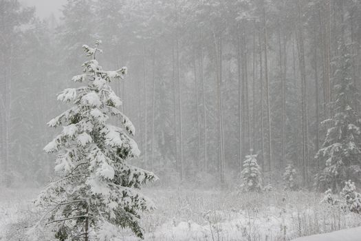 Beautiful landscape of the forest on a cold winter day with trees covered with snow. Snowfall in the forest in Latvia. Winter in forest. Winter forest landscape with snowy winter trees

