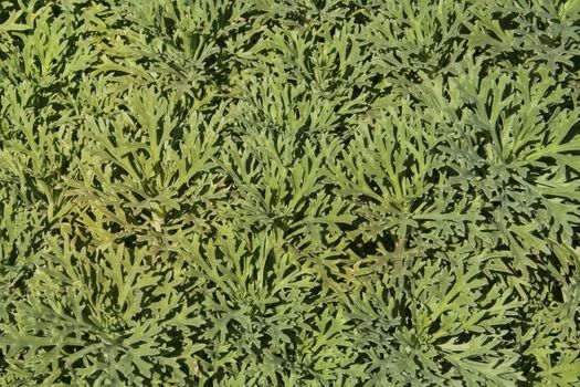 Green bush with small leaves texture of greens in bright sunny day