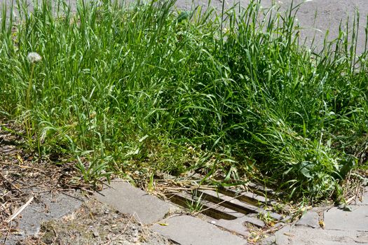 Roads: Dirty gully cover a day after a heavy summer rain has flooded the streets with sewage