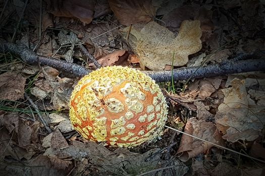 Amanita Muscaria. Red poisonous Fly Agaric mushroom in forest
