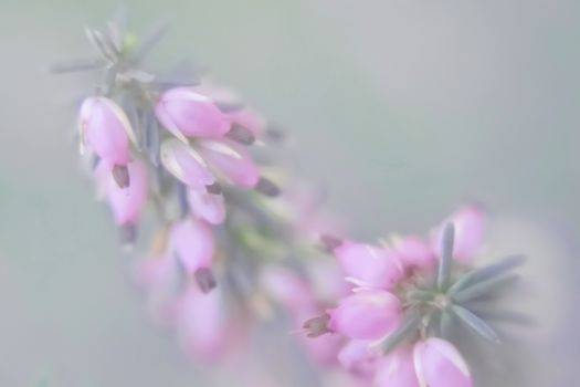 Small pink florets in pastel tones on a green indistinct background