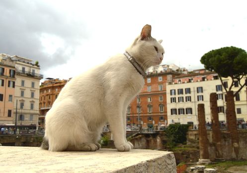 Cute white cat sitting on the square Largo di Torre Argentina. In the ancient Roman ruins on the site of the murder of Gaius Julius Caesar lives a lot of homeless cats