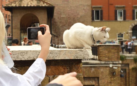 Rome, Italy-October 07, 2018: girl taking pictures on her smartphone cute white cat sitting on the Plaza Largo Di Torre Argentina.