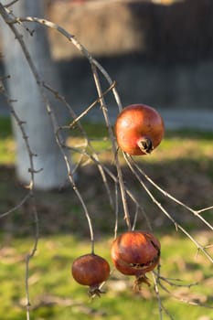 Some Pomegranate fruits on the tree