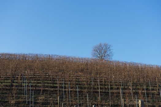 Hill of the Langhe near La Morra with vineyard during the winter. Piedmont - Italy