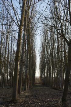 La Morra in the Langhe, Piedmont - Italy. Trees in winter