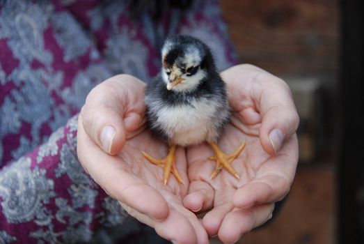 Little chick in her hands