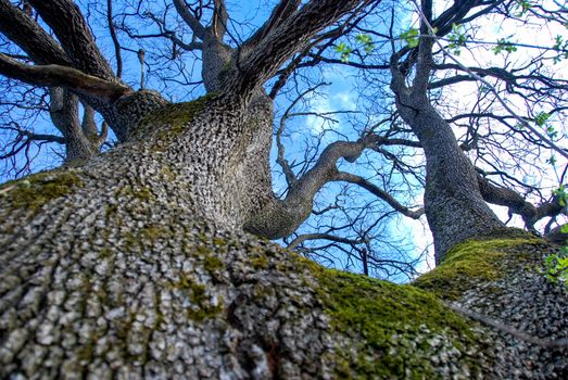 The trunk of a oak near Farigliano, Piedmont, Italy