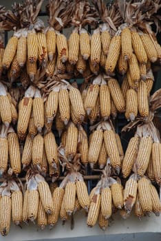 Corn cobs interwoven with each other to dry