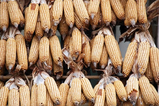 Corn cobs interwoven with each other to dry
