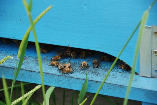 Bees in front of the arnia entry