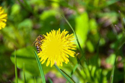 The bee collects pollen on a yellow flower