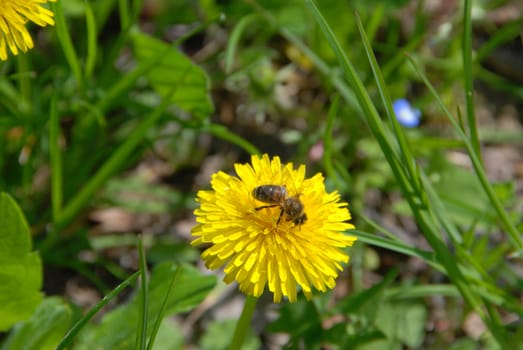 Bee on a yellow flower takes pollen