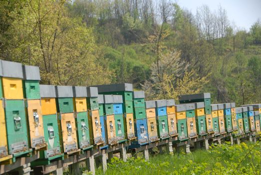 Bees in hives produce sweet honey