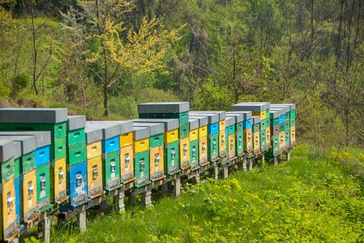 Bees in hives produce sweet honey