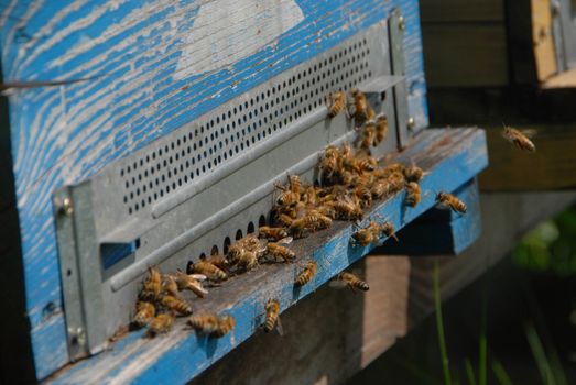 Hive with bees in a meadow