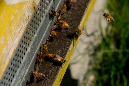 Hives for beekeeping