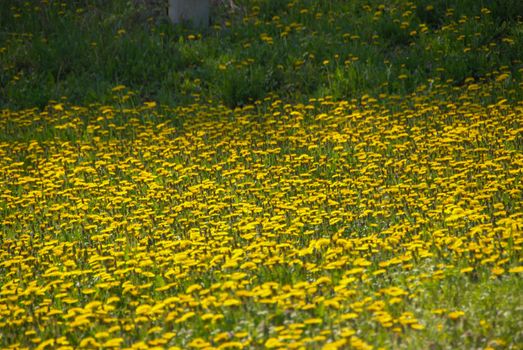 Flowers in a field on the hills of the Langhe