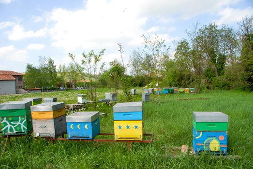 Bees in hives produce sweet honey