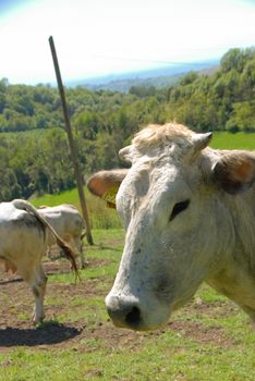 Cows grazing free in Langa, Piedmont - Italy