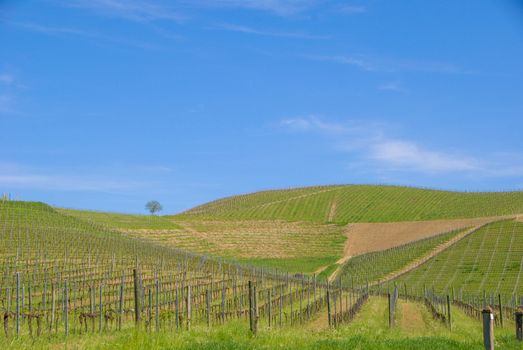 View of the Langhe vineyards, Piedmont - Italy