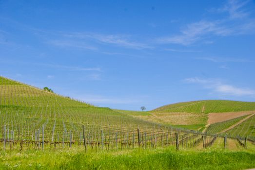 View of the Langhe vineyards, Piedmont - Italy